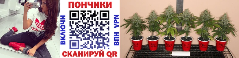 Бошки марихуана гибрид  mega вход  Санкт-Петербург 